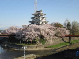 一夜城　桜